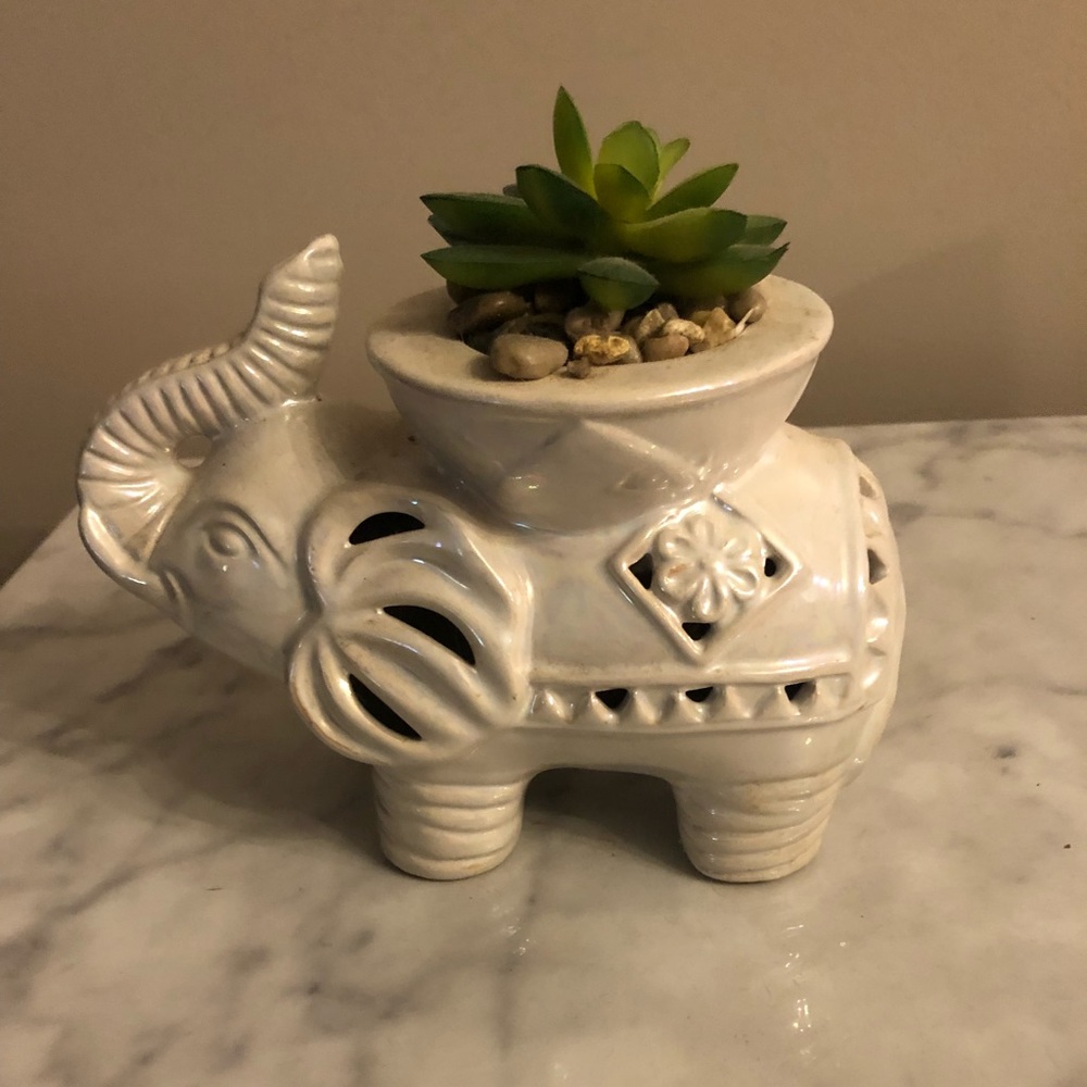 Small elephant succulent